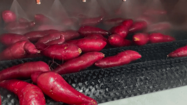 2025년 김의준 꿀고구마 3kg / 5kg (하/중/특상/대) 상세이미지 4