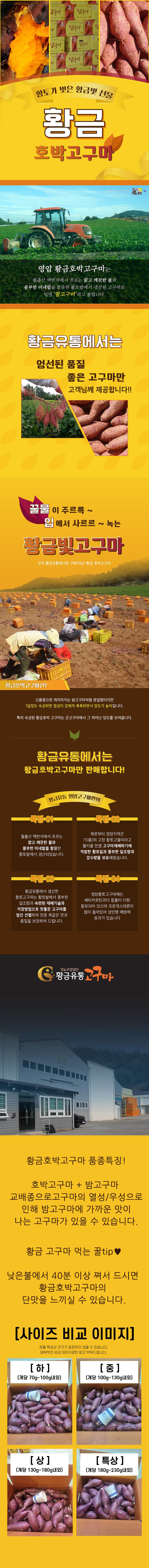 황금 호박고구마 3kg/5kg/10kg 상세이미지