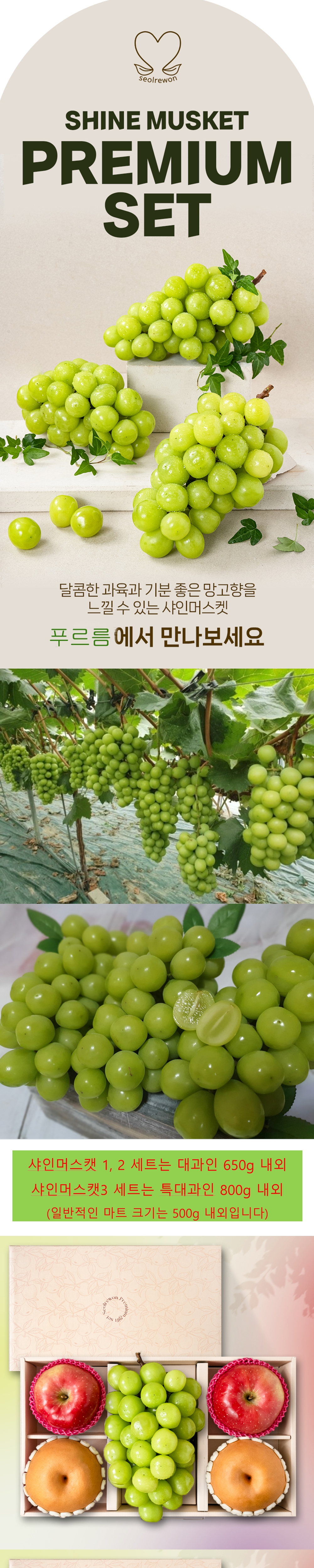 (푸르름) 선물용 샤인머스캣 세트 (800g 내외 특대과) (옵션선택)