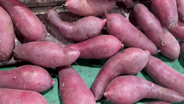 2025년 김의준 꿀고구마 3kg / 5kg (하/중/특상/대) 상세이미지 6