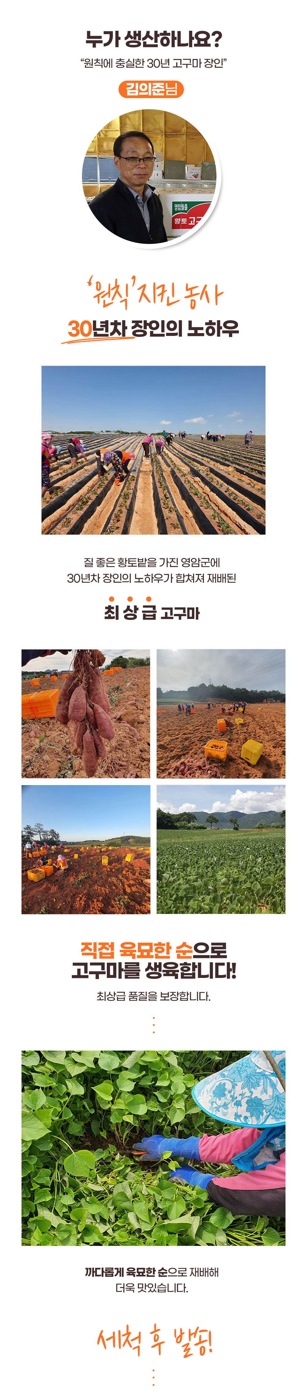 2025년 김의준 꿀고구마 3kg / 5kg (하/중/특상/대) 상세이미지 3