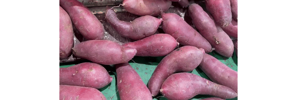 2025년 김의준 꿀고구마 3kg / 5kg (하/중/특상/대) 상세이미지 5