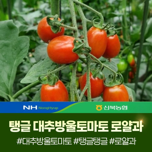 (신북농협) 탱글탱글 대추방울토마토 로얄과 2/3/5kg 선택