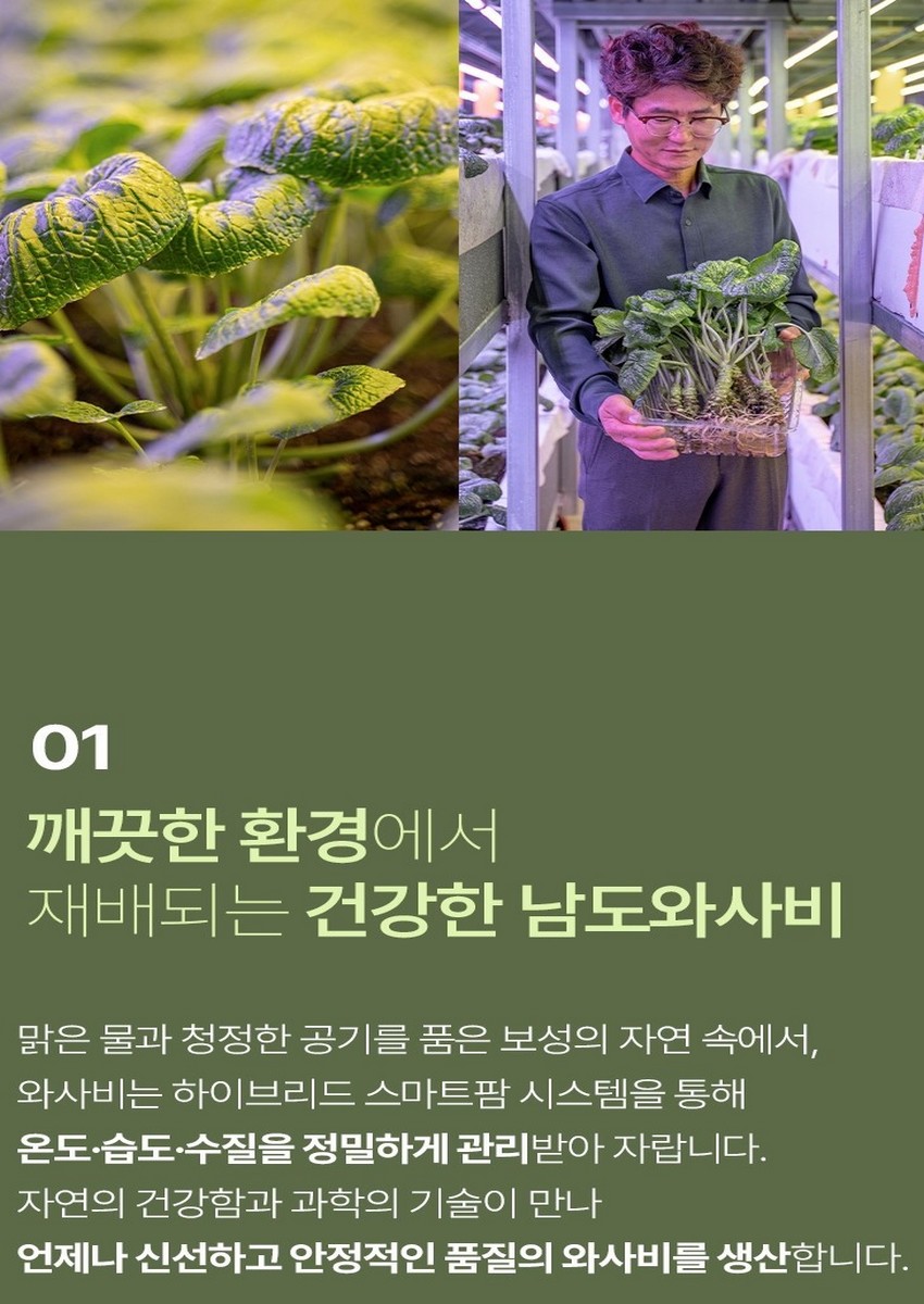(시티팜) 남도생와사비(쌈용/장아찌용 와사비잎500g)