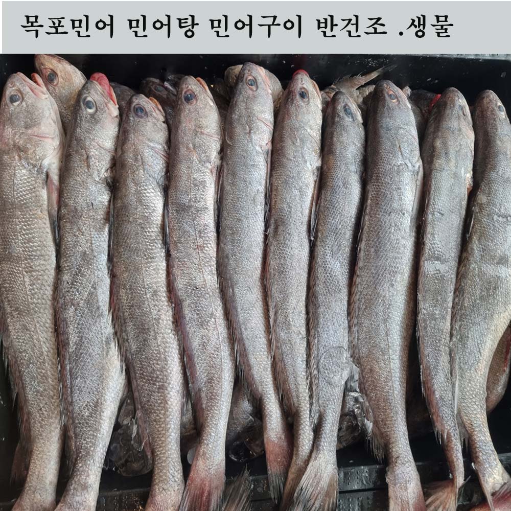 (장수웰빙수산) 민어 목포민어 3 마리 1 kg 전후 생물 급냉