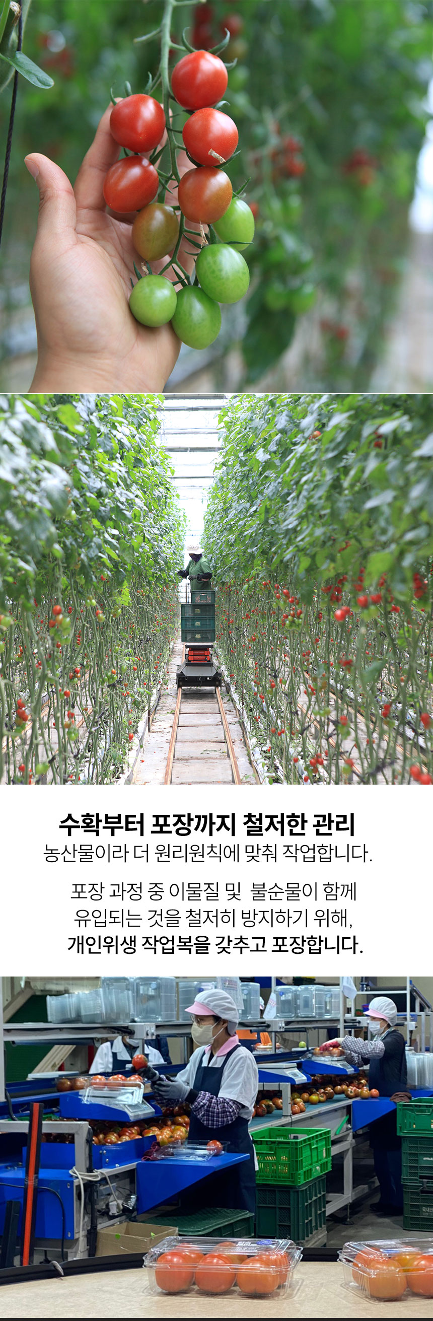 (제휴몰)(정일품) gap인증 대추 방울토마토 2kg