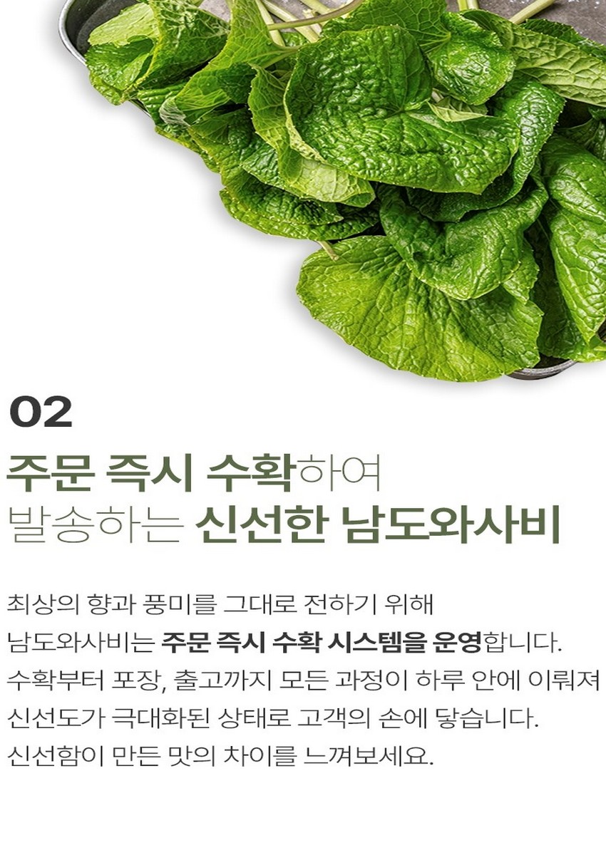 (시티팜) 남도생와사비(쌈용/장아찌용 와사비잎500g)