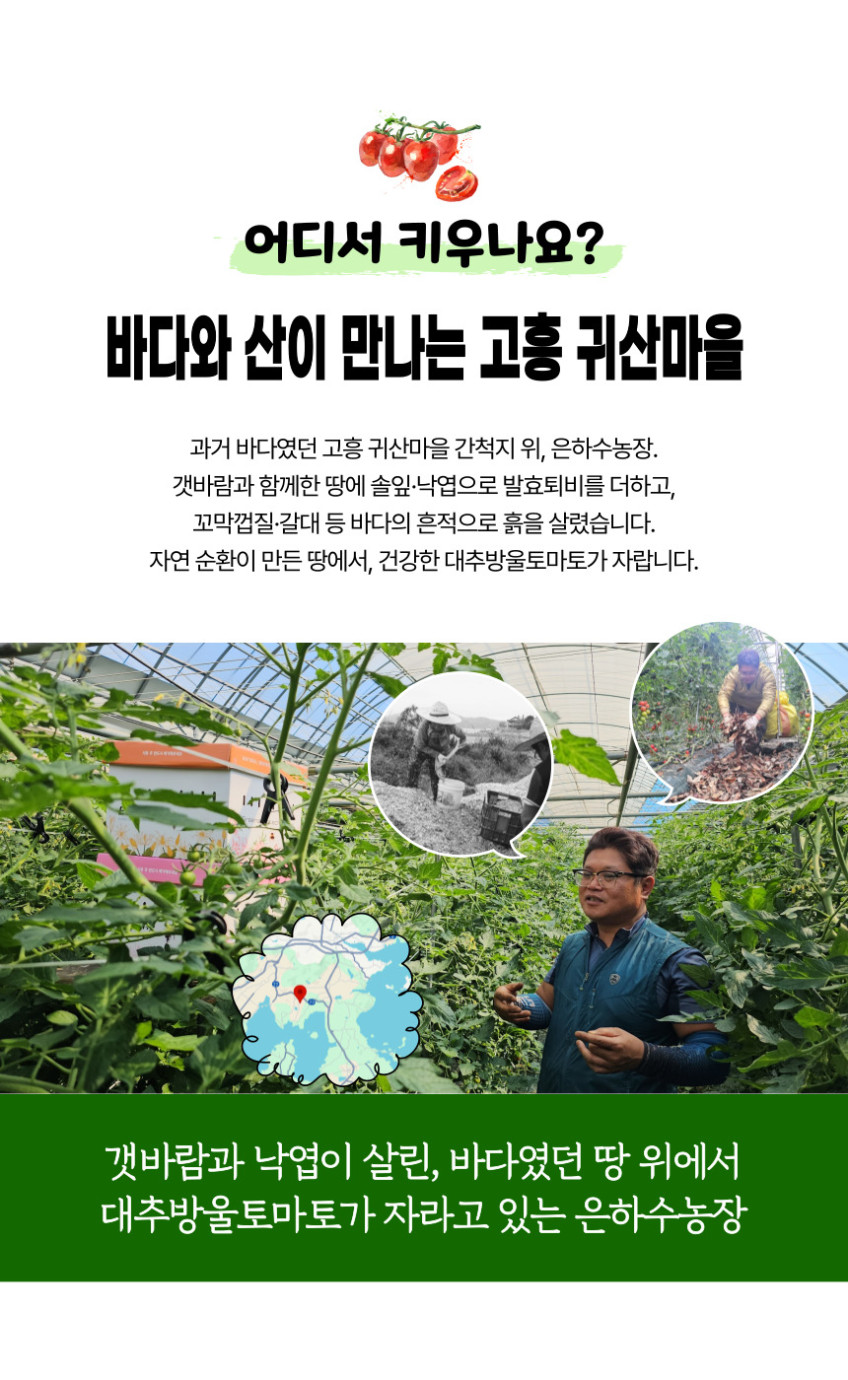 (은하수농장) 갯바람 고흥 대추방울토마토