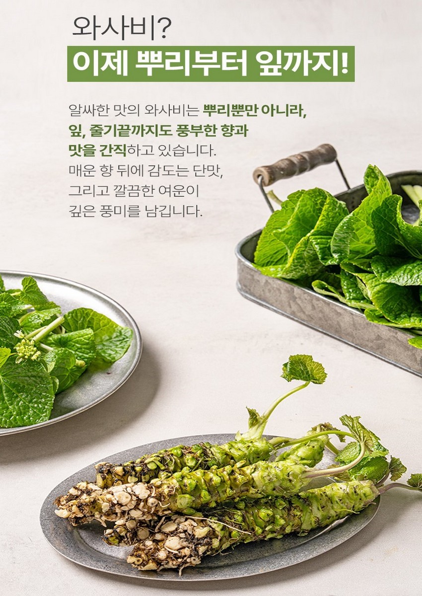 (시티팜) 남도생와사비(쌈용/장아찌용 와사비잎500g)
