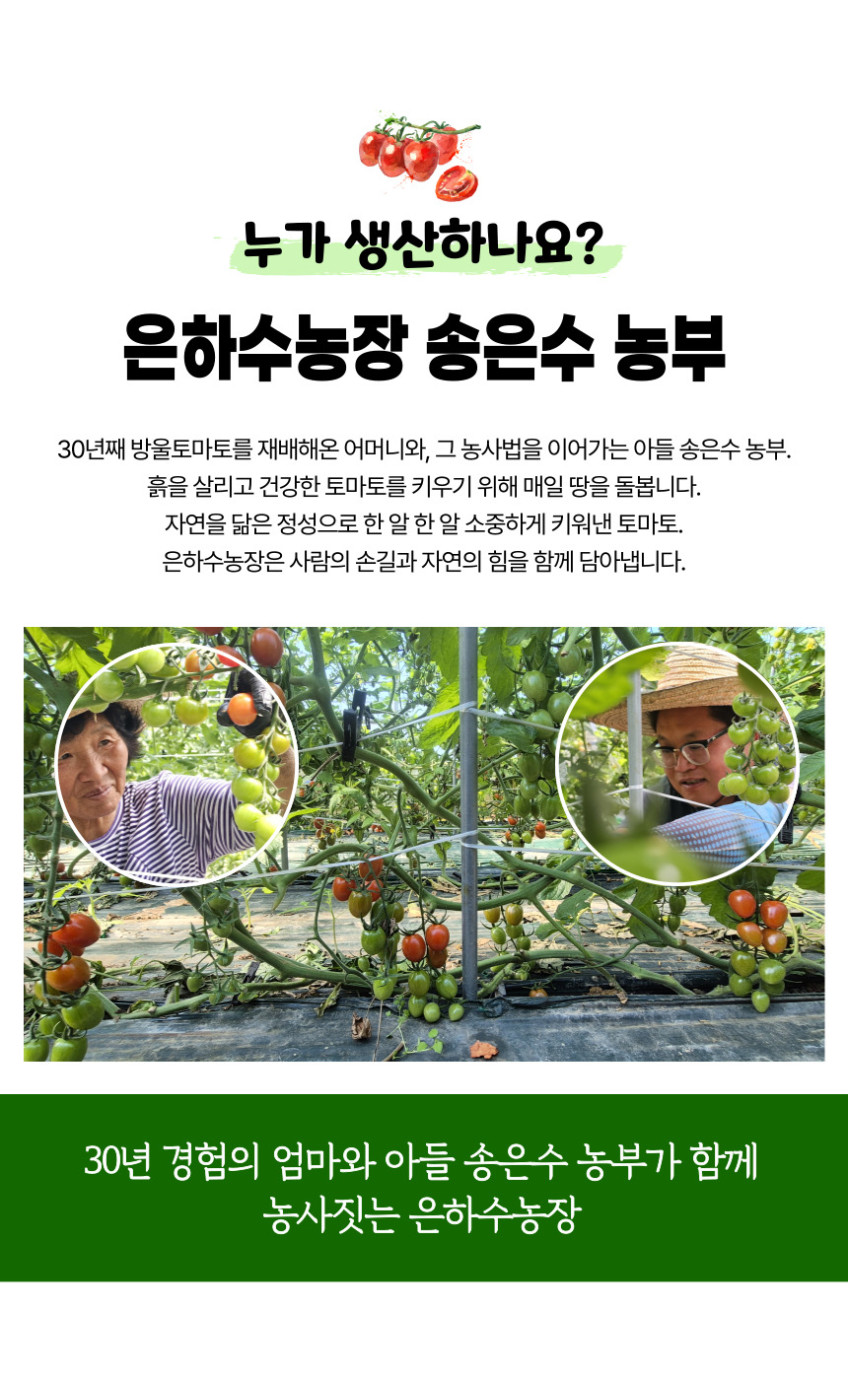 (은하수농장) 갯바람 고흥 대추방울토마토