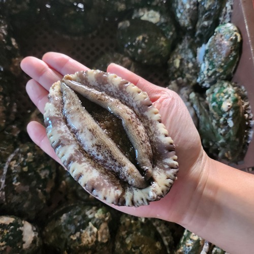 보물유통 완도 참전복 6-7미 (마리당 146g내외) 1kg내외21647