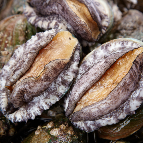 보물유통 완도 활전복 25-35미 손질칼 증정21417